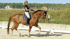 Холандски коњ